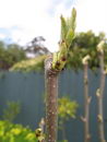 wild pear